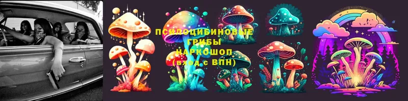 Псилоцибиновые грибы Cubensis  Гусиноозёрск 